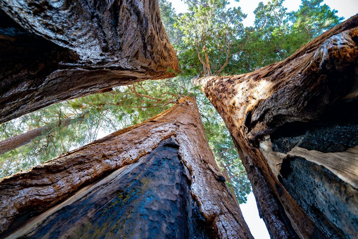 Flowers and grasses.
